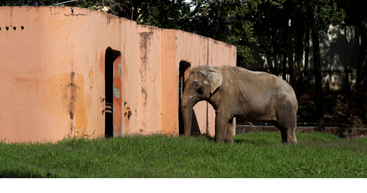 A verdade por detrás do caso Sandro – Elefante do Zoo de Sorocaba